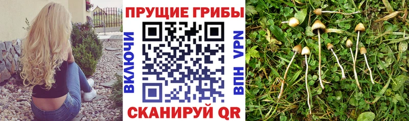 Псилоцибиновые грибы Cubensis  Нахабино 